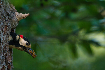 Buntspecht beim Nestbau