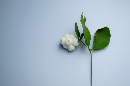 Branch with ripe symphoricarpos berries on a blue background.
