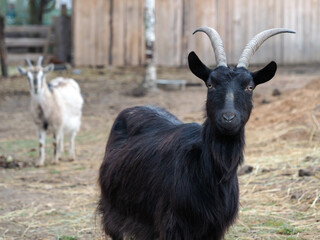 The black goat. Portrait of an animal on a farm