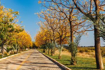 Fototapeta premium Trees filled with colorful autumn leaves in Antalya