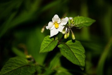 Fleur blanche