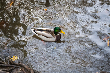 duck on the water
