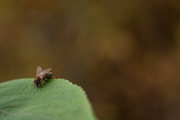 Pszczoła, liść, natura