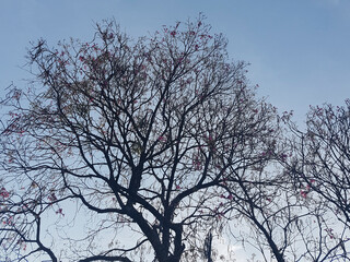 tree against sky