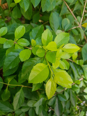 green leaves background
