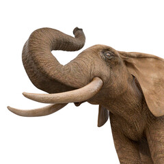 elephant is doing a trumpet pose in white background close up view