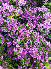 Obraz premium pink flowers in the garden