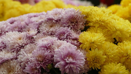 Fiori, margherite, dente di leone, orchidee, rose, stella di natale