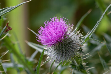 Scottish Thistle