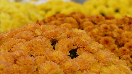 Fiori, margherite, dente di leone, orchidee, rose, stella di natale