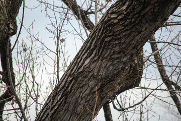 tree in the park