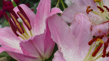 Fototapeta na wymiar Fiori, margherite, stelle di natale, roselline, rose, orchidee