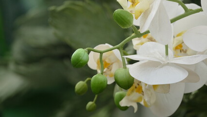 Fiori, margherite, stelle di natale, roselline, rose, orchidee