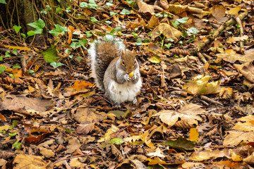 Squirrel Eating nuts on an autumn Woodland floor