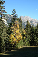 Baum bei Sonntag in Vorarlberg
