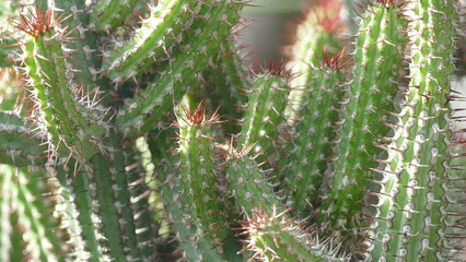 piante grasse