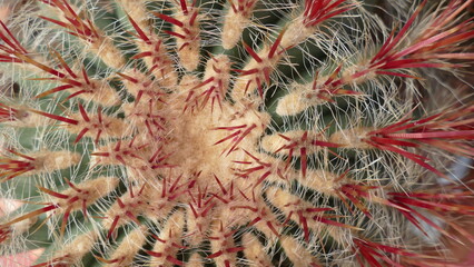 piante grasse