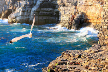 Seagull gliding over the blue sea in the bay of Portovenere