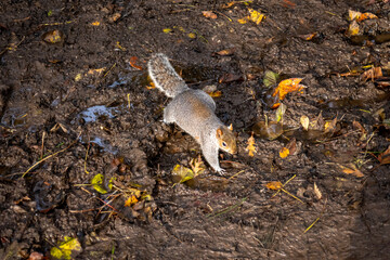 Squirrel walking along a woodland floor