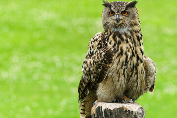 Portrait eines Uhus
