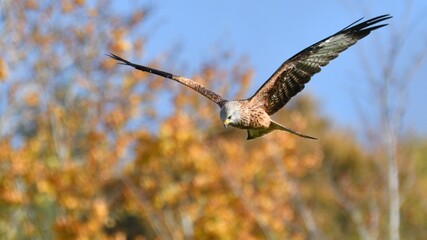Red Kite, Oxfordshire