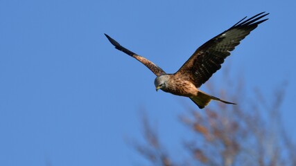 Red Kite, Oxfordshire