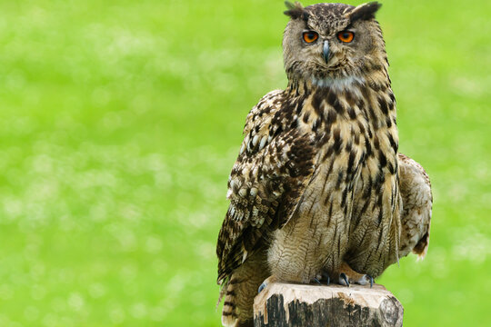 Portrait eines Uhus