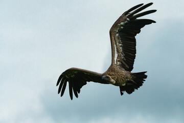 Geier im Anflug