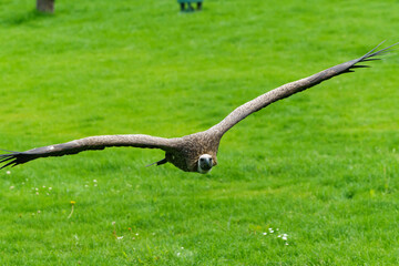 Adler im Tiefflug