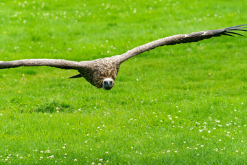Adler im Tiefflug