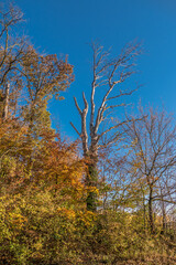 Fototapeta premium Abgestorbener Baum