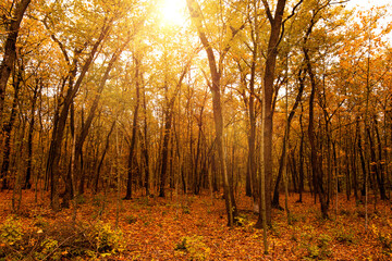 Beautiful landscape  Autumn Forest with sun lights.