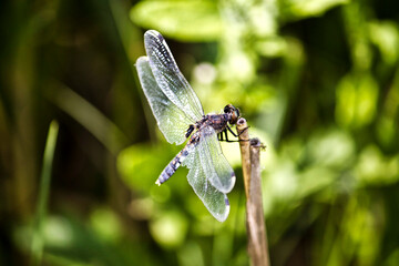 dragonfly on a leaf