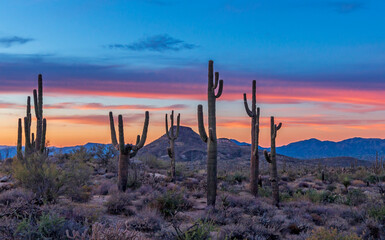 Stand of saguaro cactus at Sunset time