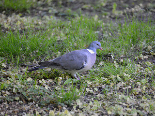 Wild forest dove (Columba palumbus Linnaeus) walks along the grass