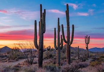Gordijnen Tribune van saguaro-cactus in zonsondergangtijd dichtbij Phoenix © Ray Redstone
