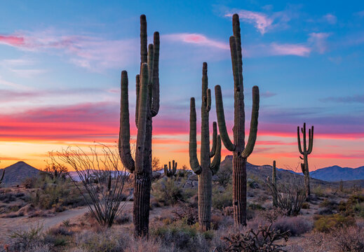 Stand of saguaro cactus at Sunset time near Phoenix