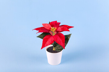Poinsettia with star flowers for Christmas or New Year in white pot on blue background. Xmas winter holiday home decor.