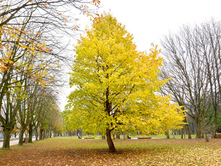 Autumn Crown of Tree Forest (Bear Nut) (Corylus colurna L.)
