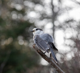 Close up of a Canada Grey Jay with winter semi plumes in November in Algonquin Park