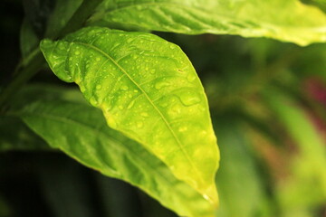 Hoja después de la lluvia