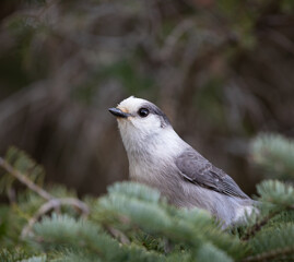 Closeup of a Canada Jay on an evergreen bough in November in Algonquin Park