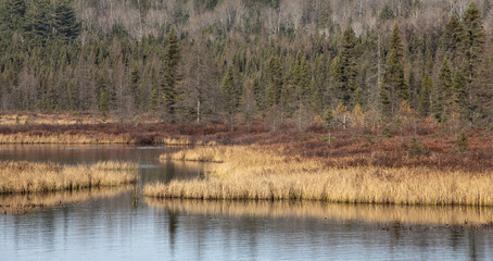 Grassy wetlands and mixed boreal forest in Algonquin Park in November