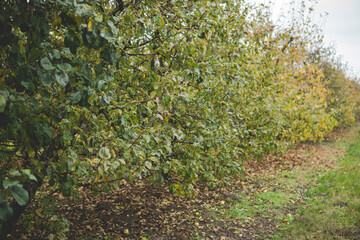 landscape of an apple orchard during fall season