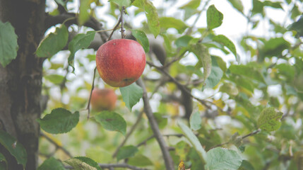single apple on a tree