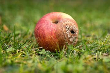 rotten apple on a grass