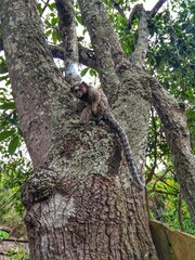 Obraz premium Monkeys at tree - Marmoset - Chapada Diamantina, Bahia, Brazil The marmosets, also known as zaris or saguis, are twenty-two New World monkey species of the genera Callithrix, Cebuella and Mico