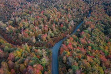 Vista aerea del bosque y ruta en otoño