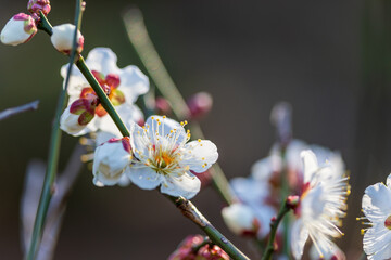 早春の梅林に咲く梅の花