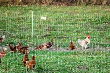 Hühner am Hühner Mobil